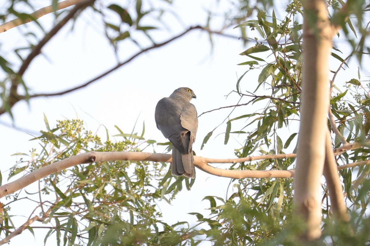 Collared Sparrowhawk - ML638277790