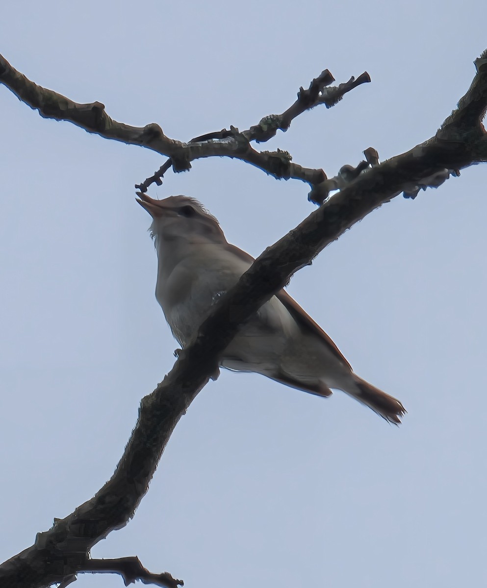 Eastern Warbling Vireo - ML638277792