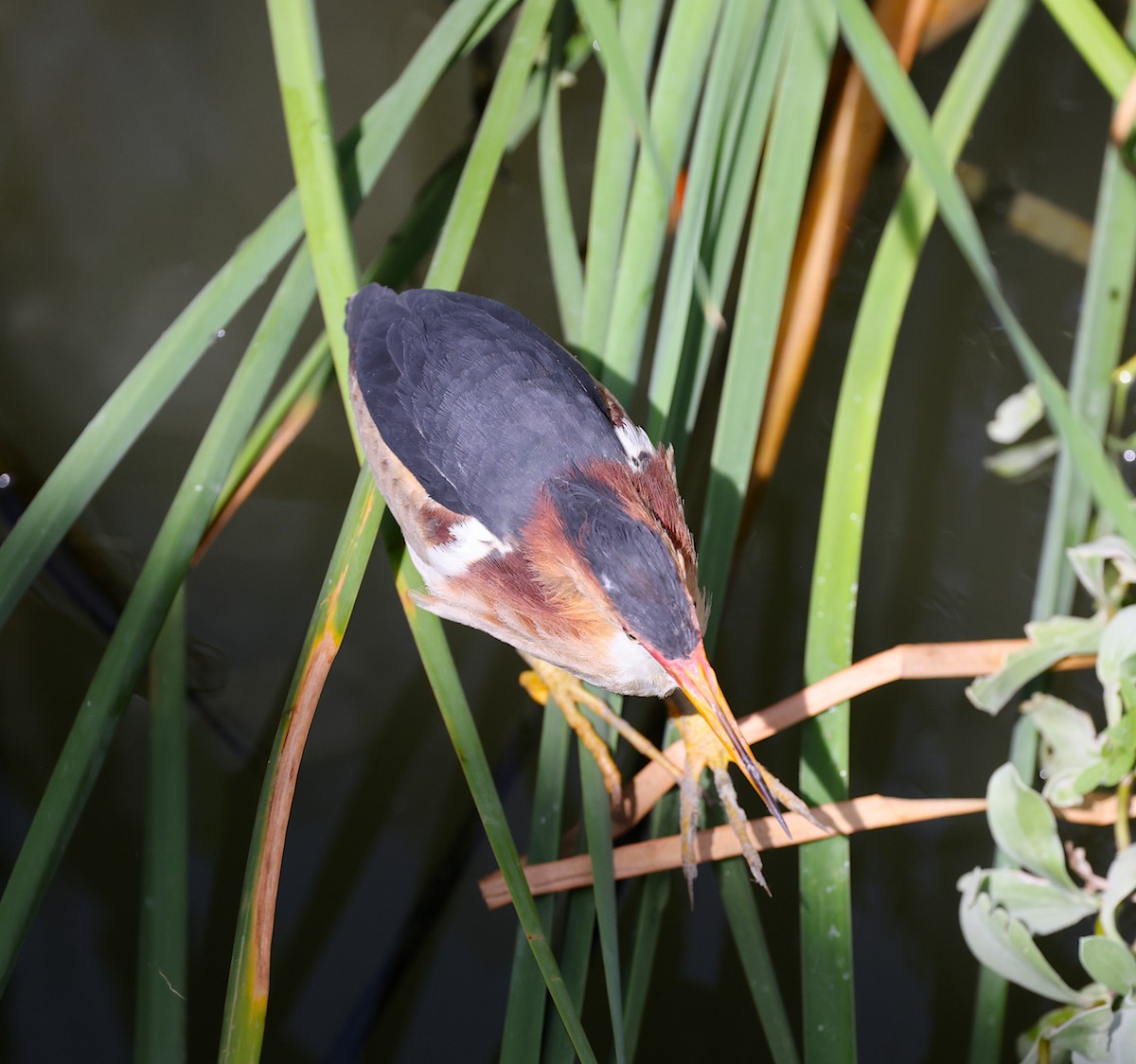 Least Bittern - ML638277795