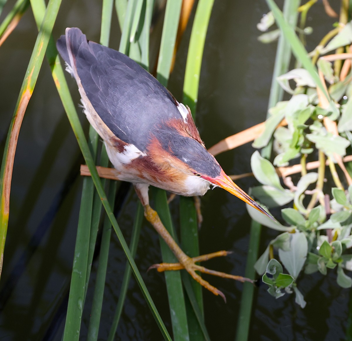 Least Bittern - ML638277796