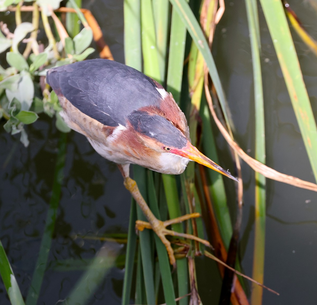 Least Bittern - ML638277797