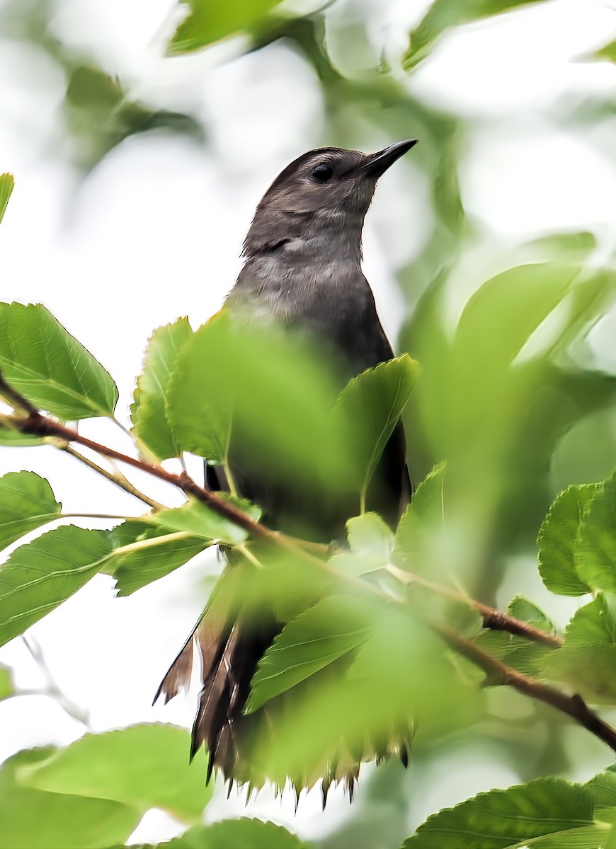 Gray Catbird - ML638277800