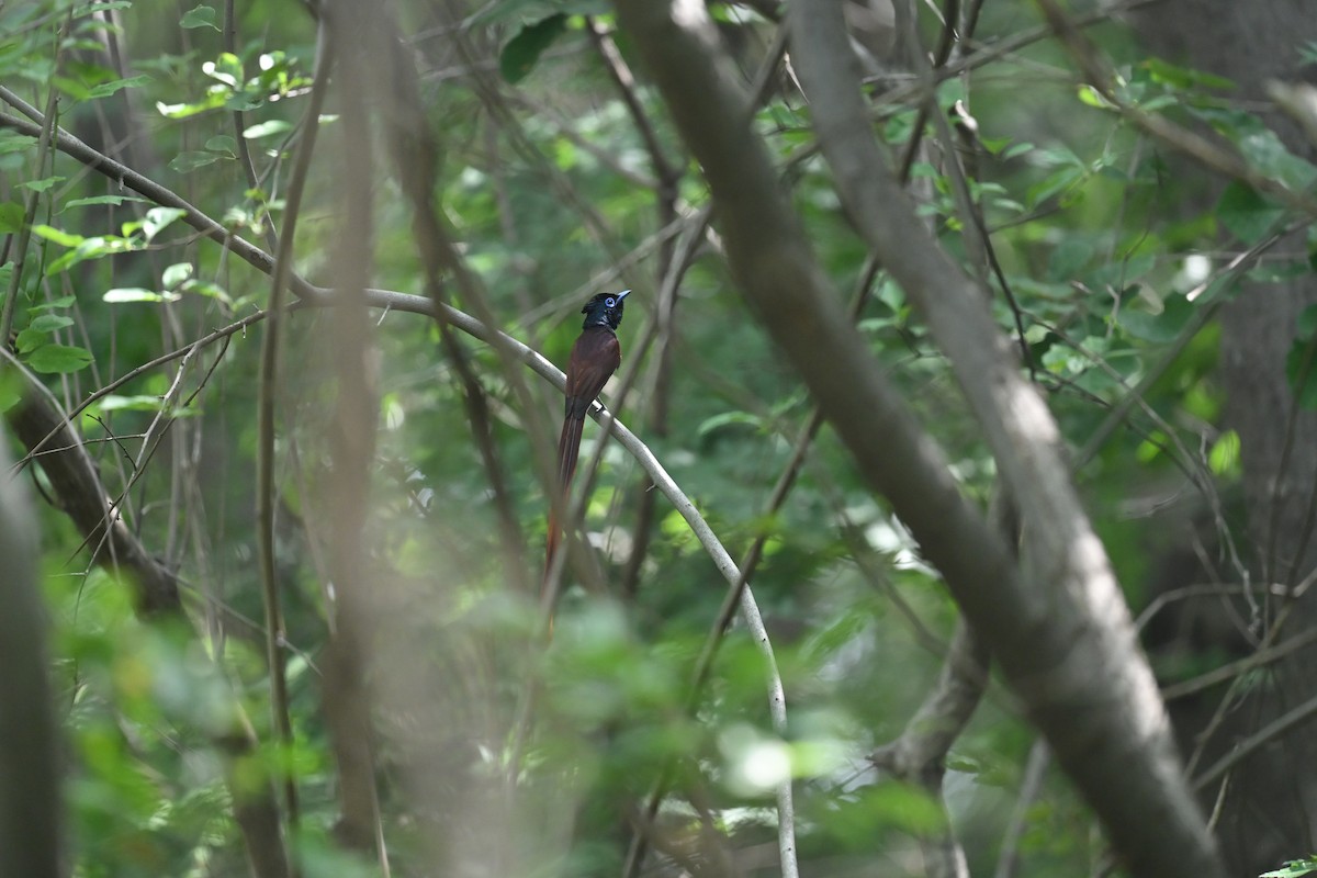 Amur Paradise-Flycatcher - ML638277811