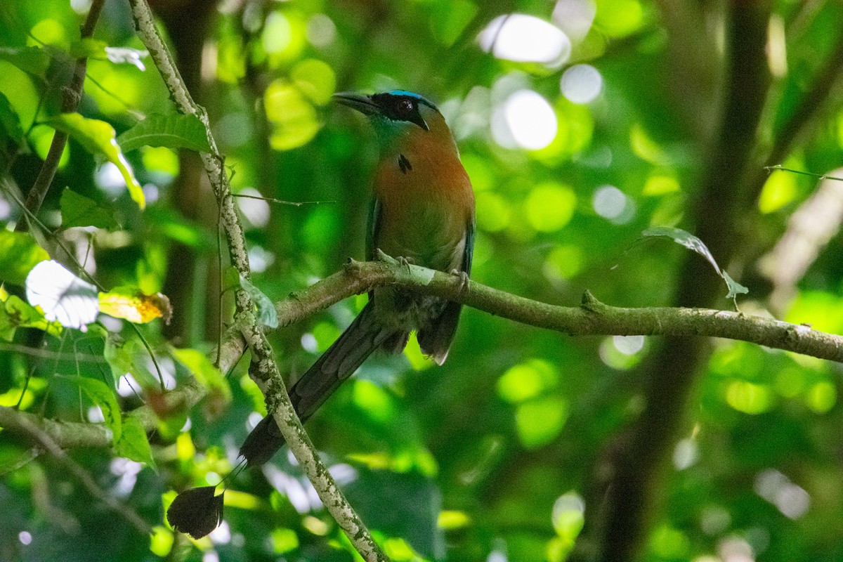 Lesson's Motmot - ML638277814