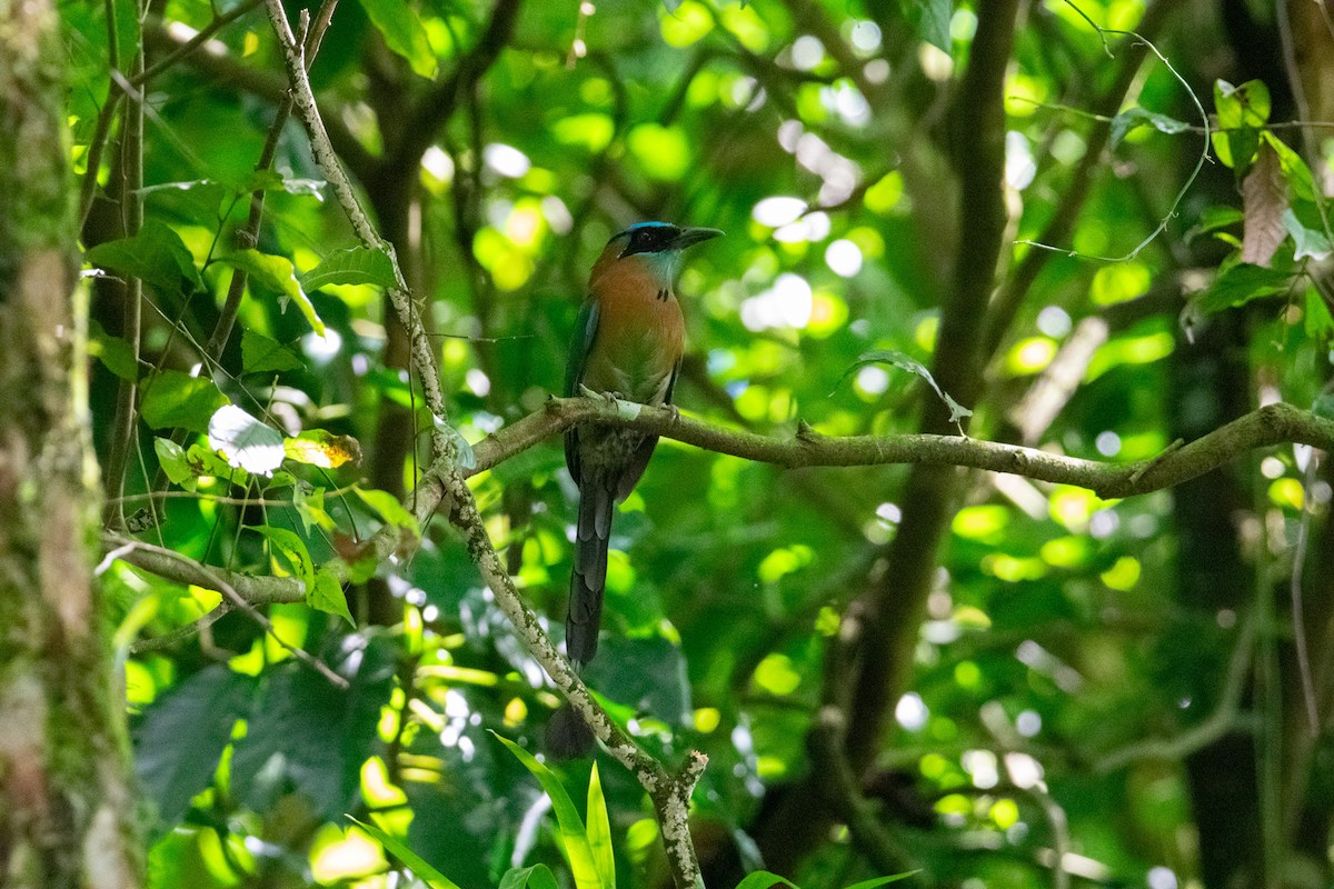 Lesson's Motmot - ML638277816