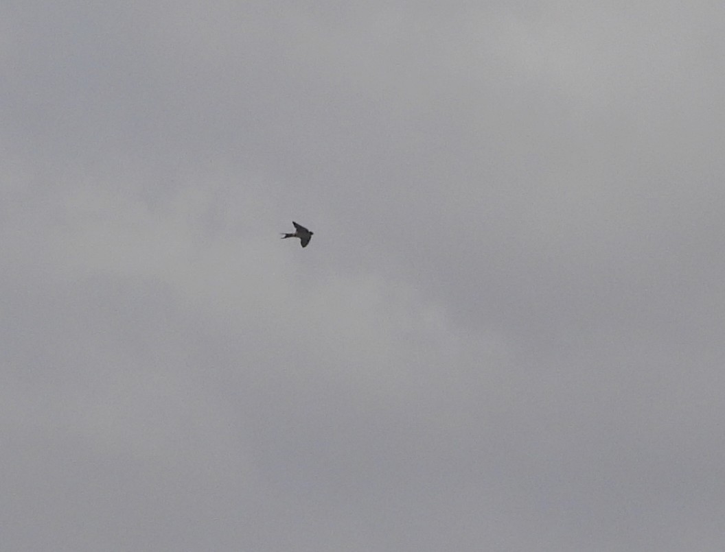 Dusky Crag-Martin - ML638277822