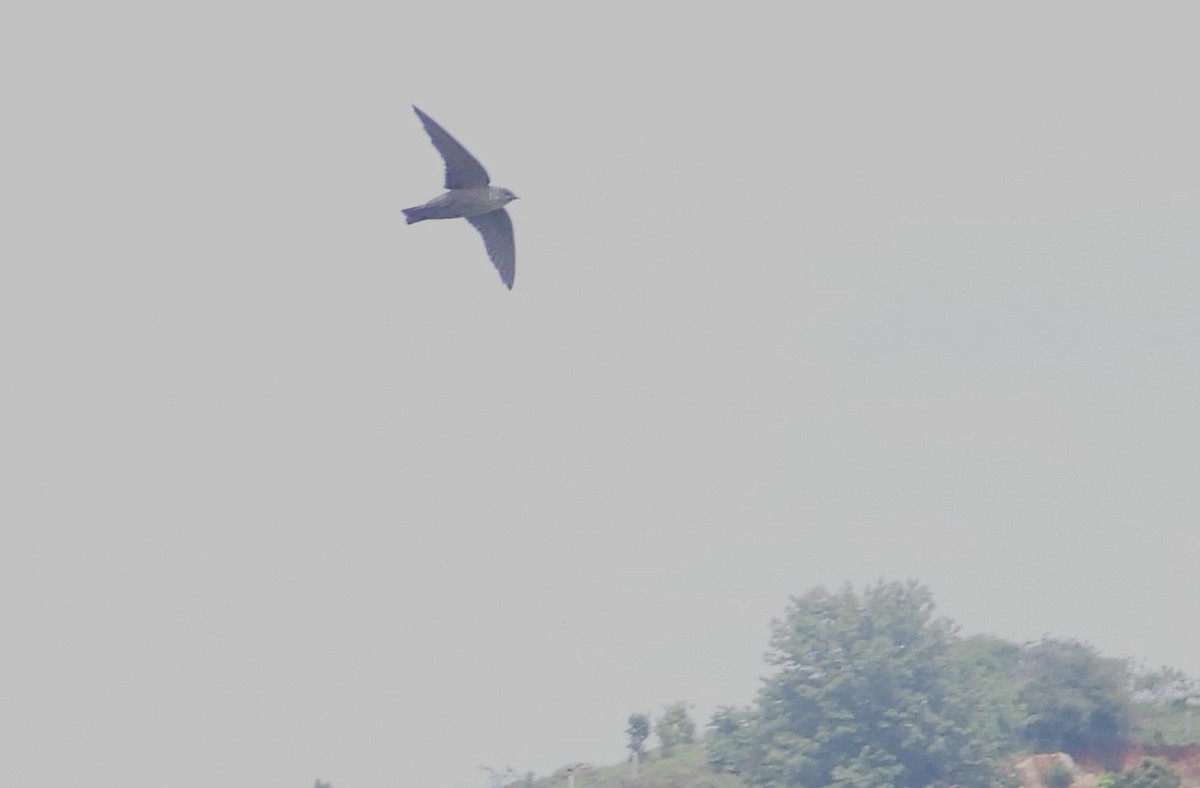 Dusky Crag-Martin - ML638277823
