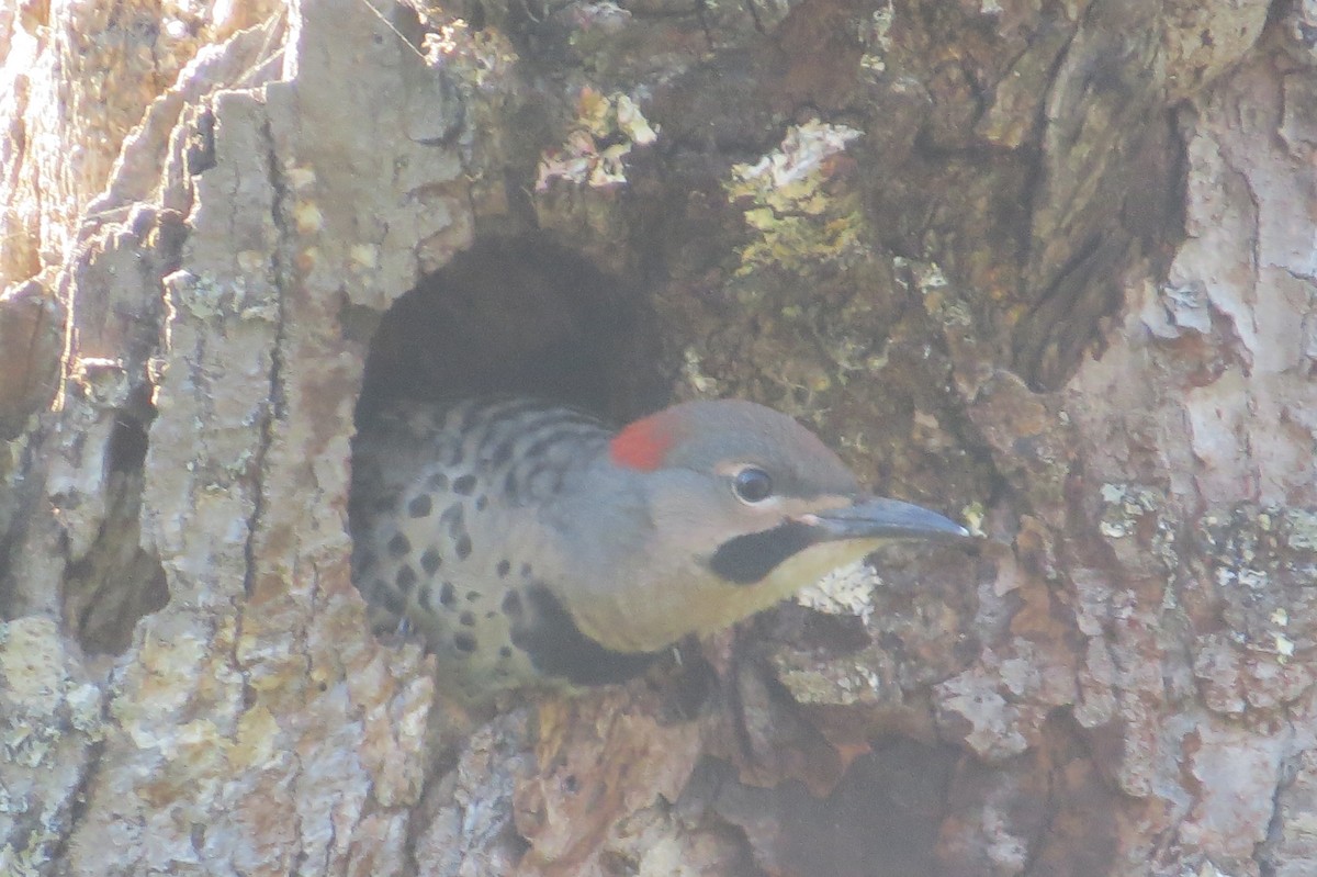 Northern Flicker - ML638277824