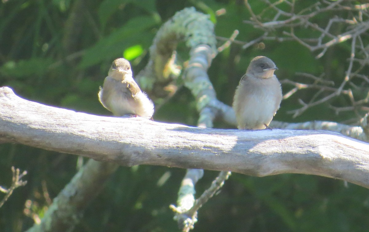 Northern Rough-winged Swallow - ML638277836
