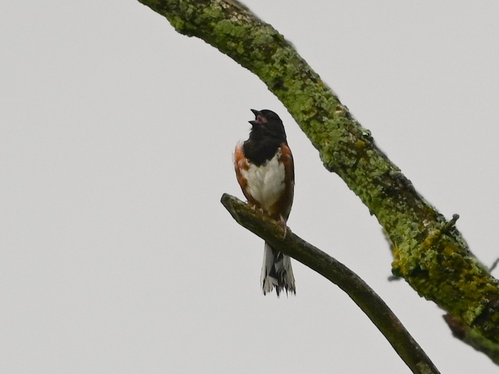 Eastern Towhee - ML638277840