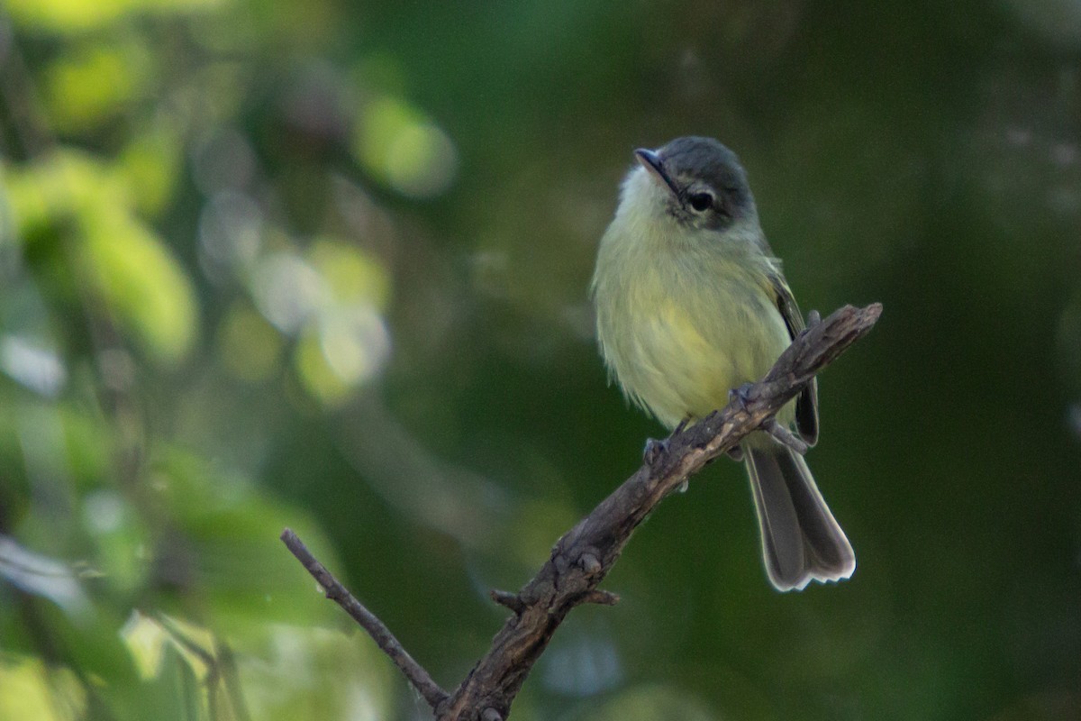 Yellow-olive Flatbill - ML638277863