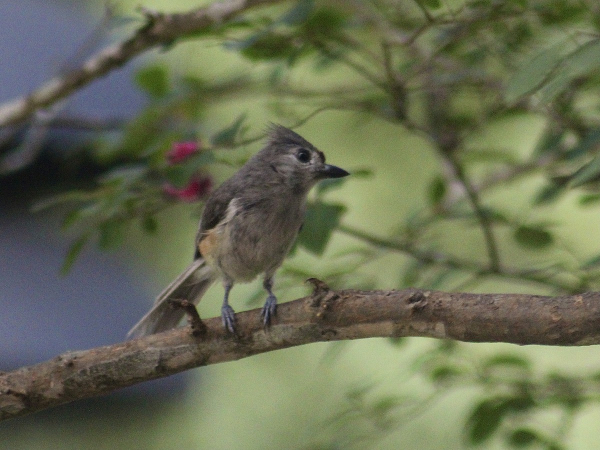 Tufted Titmouse - ML638277873
