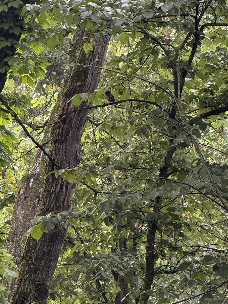 Eastern Towhee - ML638277880