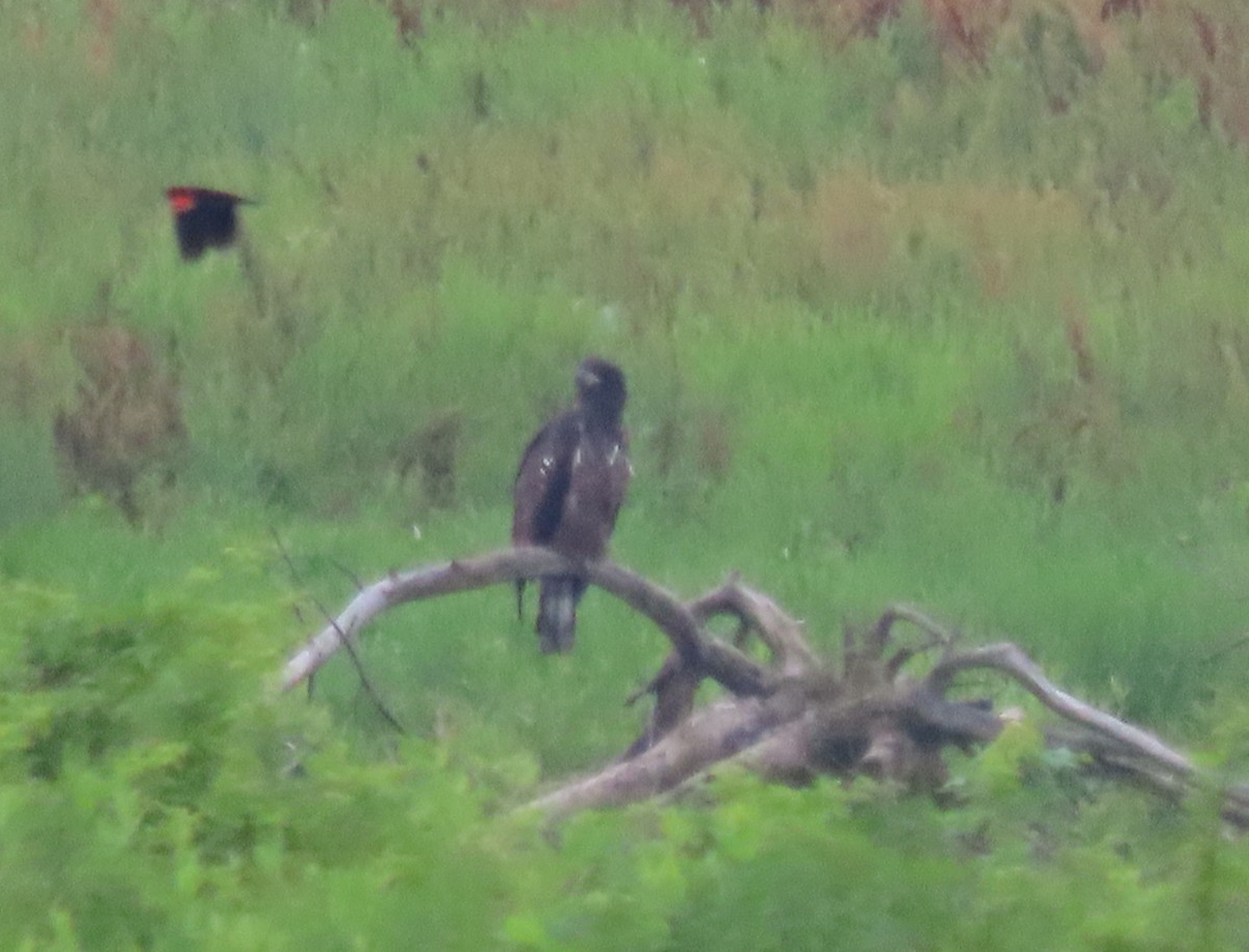 Weißkopf-Seeadler - ML638277904
