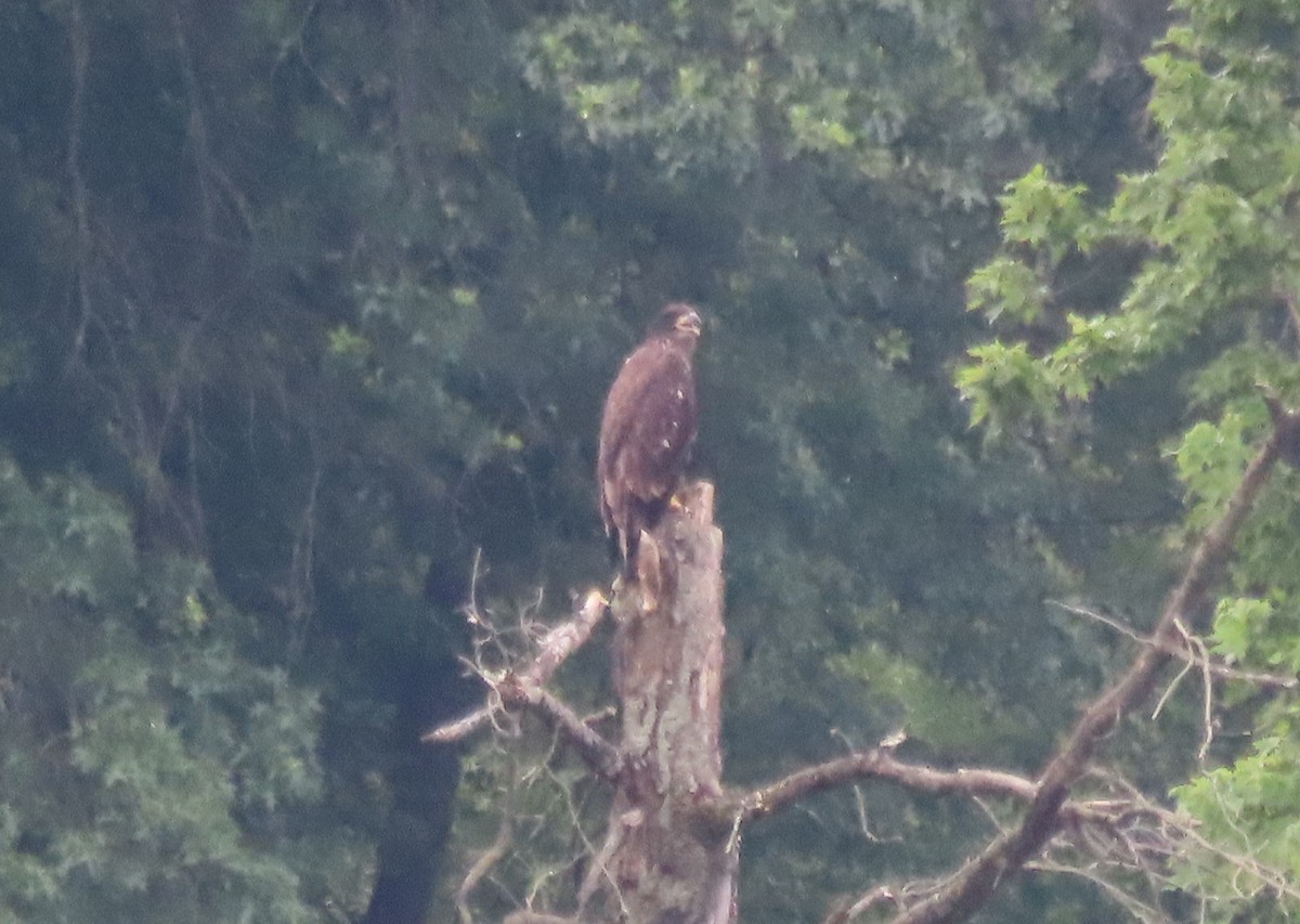 Weißkopf-Seeadler - ML638277905