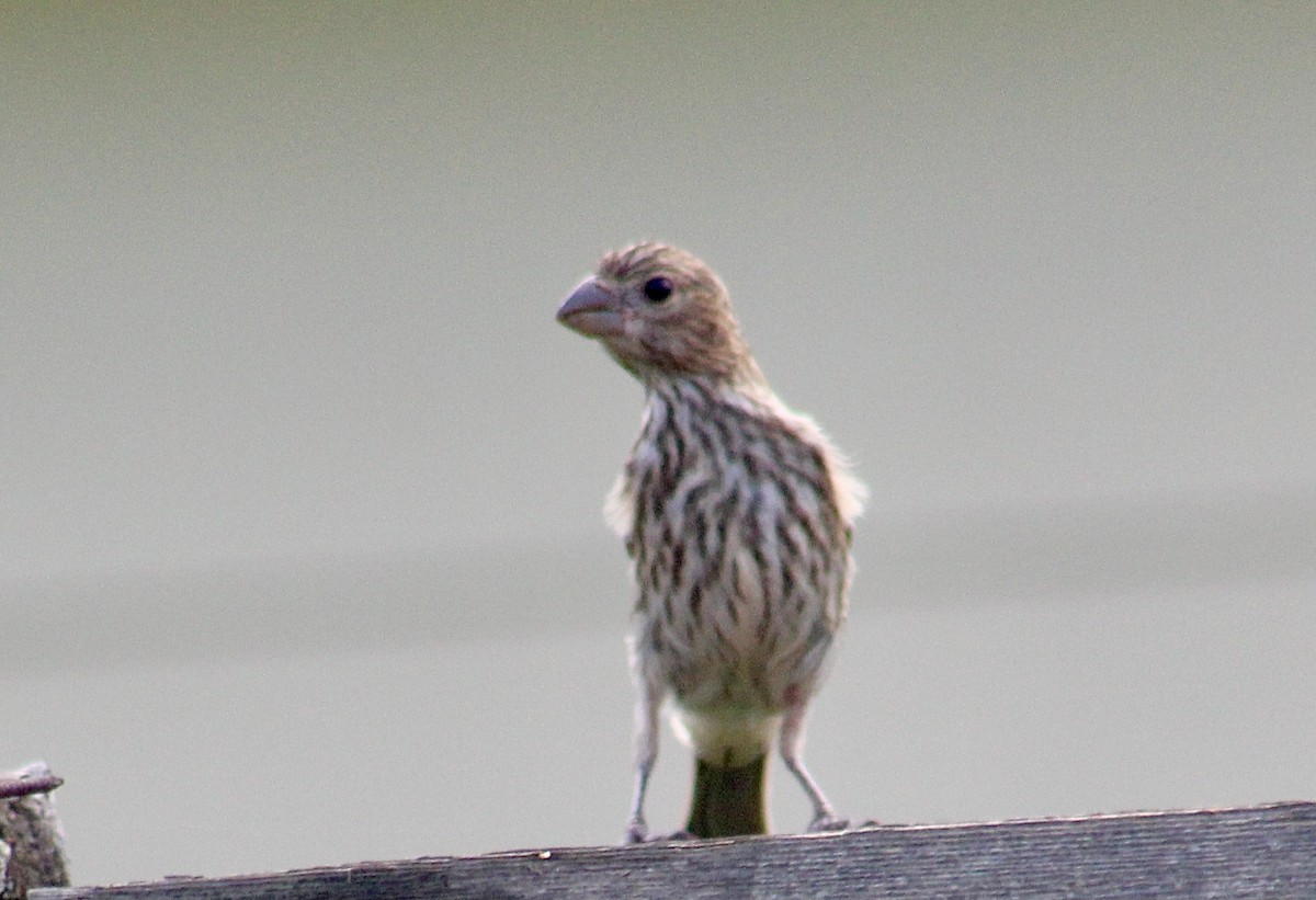 House Finch - ML638277907