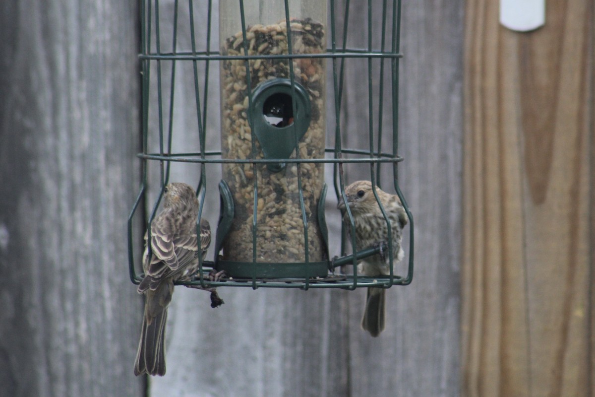 House Finch - ML638277908
