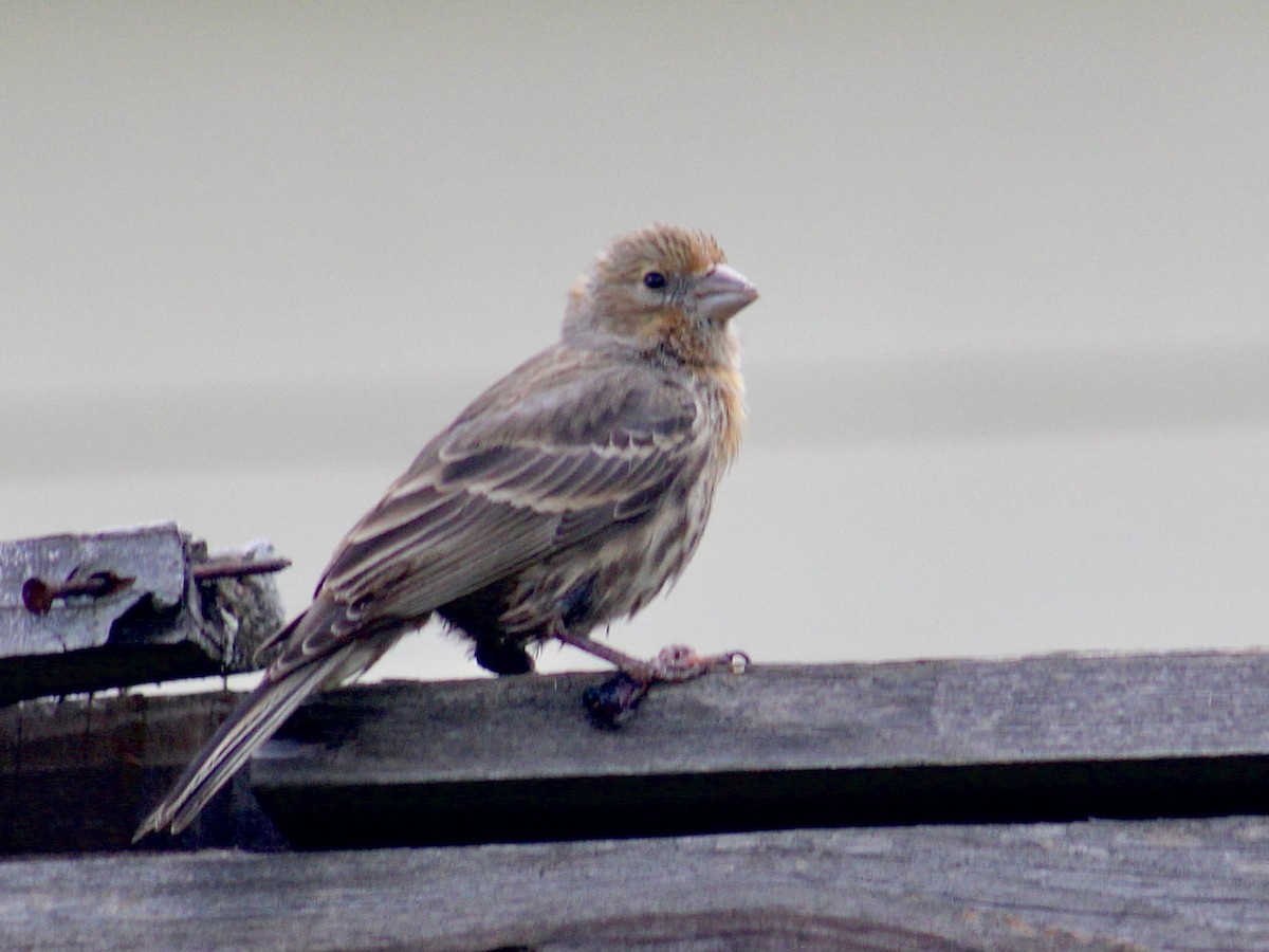 House Finch - ML638277909