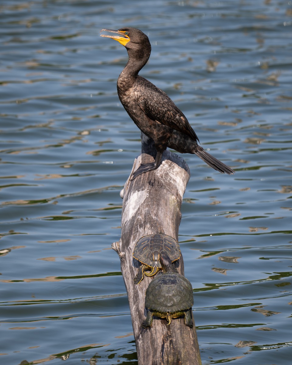 Double-crested Cormorant - ML638277938
