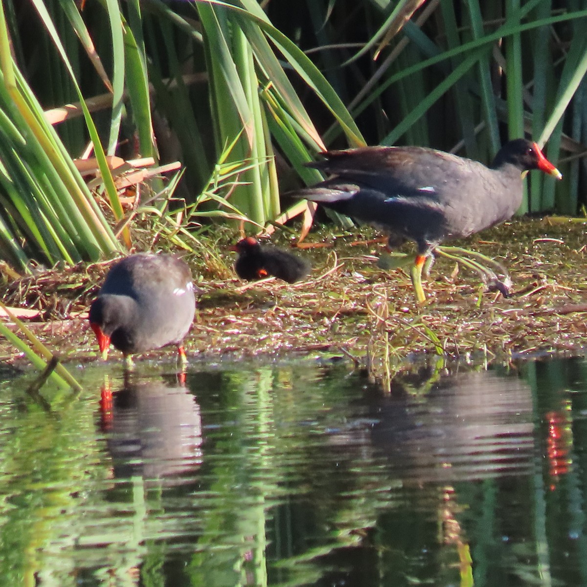 Common Gallinule - ML638277940