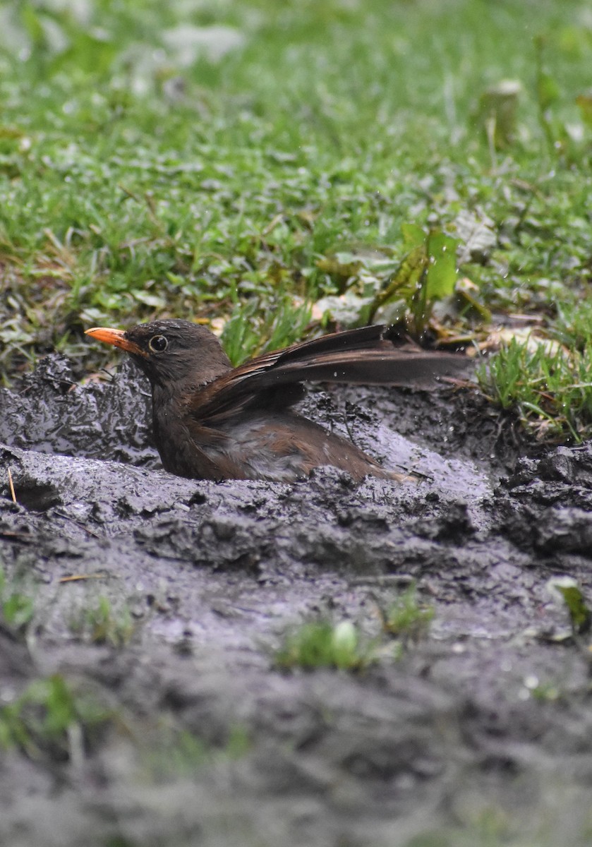 Gray-winged Blackbird - ML638277942