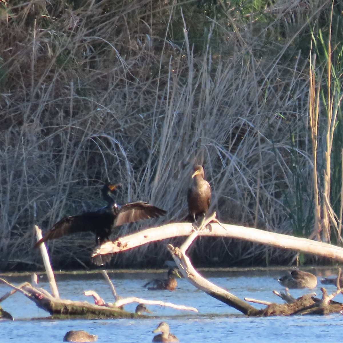 Double-crested Cormorant - ML638277954