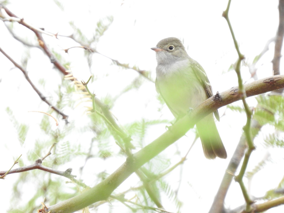 Small-billed Elaenia - ML638277967