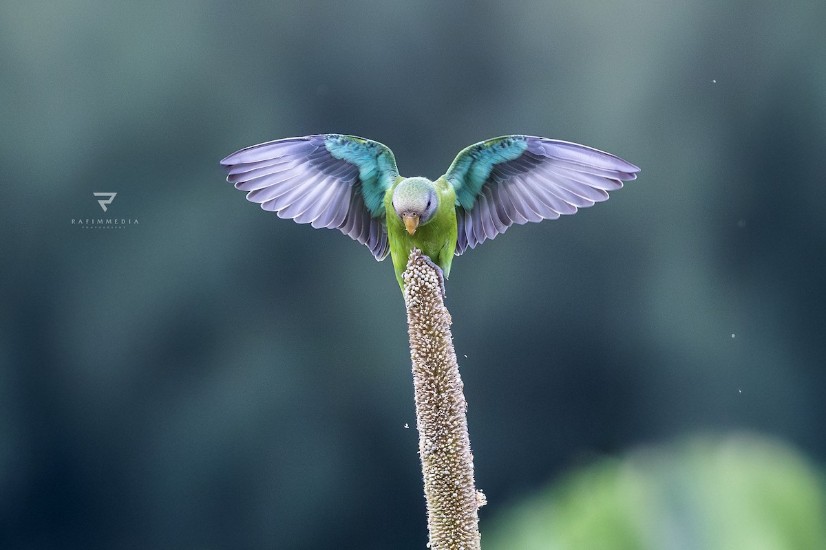 Plum-headed Parakeet - ML638277973