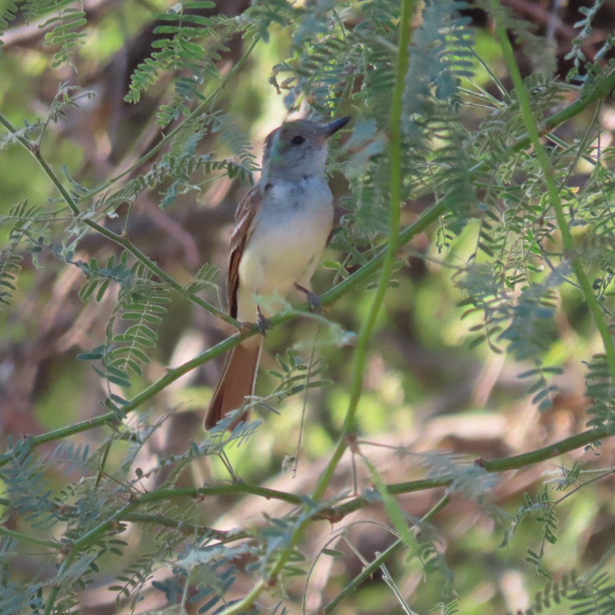 Ash-throated Flycatcher - ML638277974