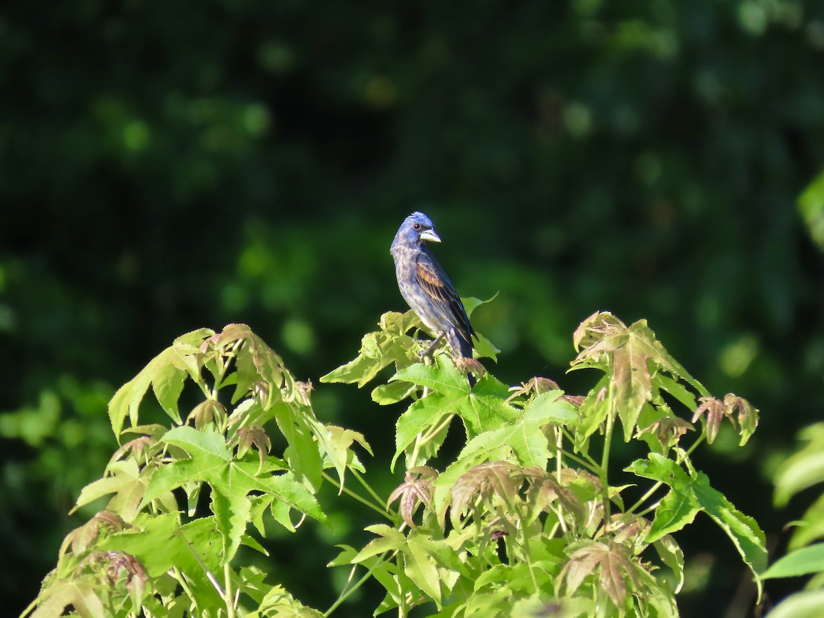 Blue Grosbeak - ML638277978