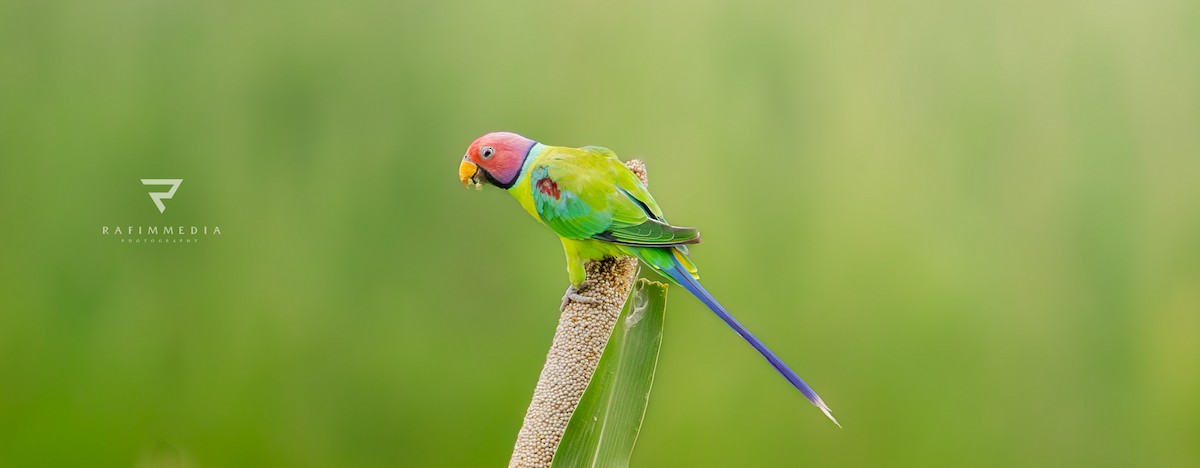 Plum-headed Parakeet - ML638277986