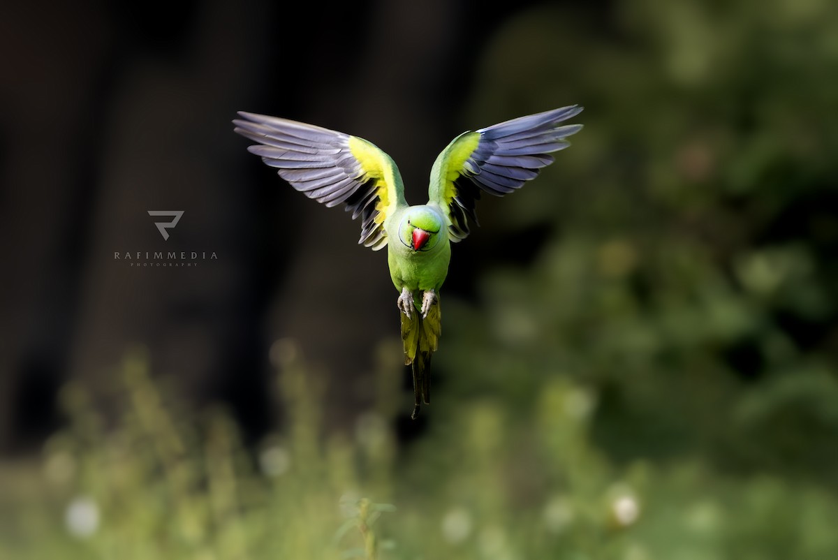 Rose-ringed Parakeet - ML638277991