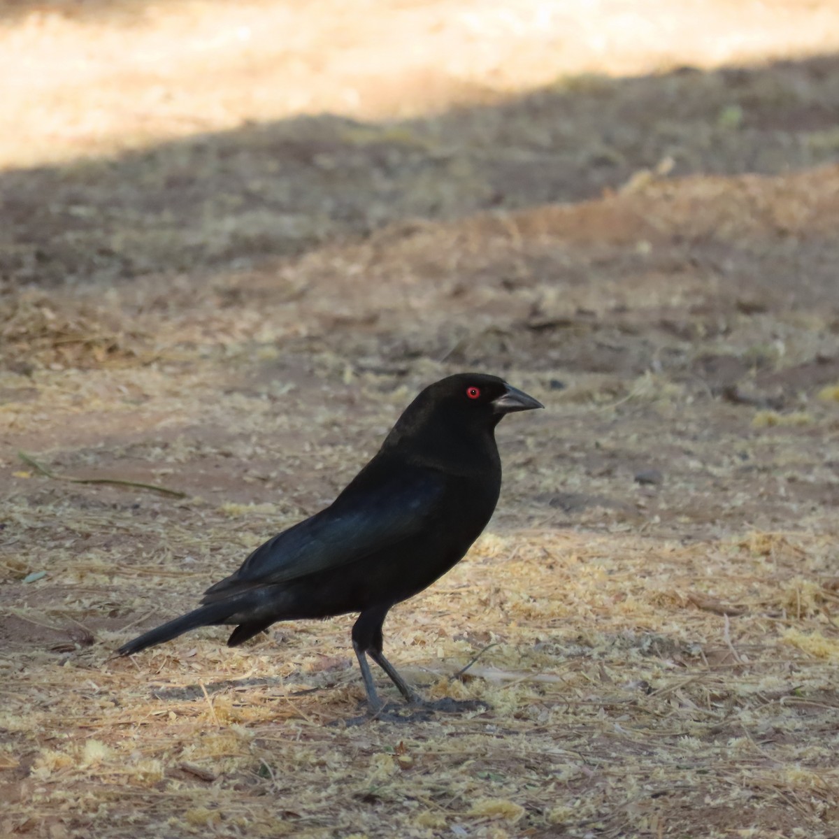 Bronzed Cowbird - ML638277992