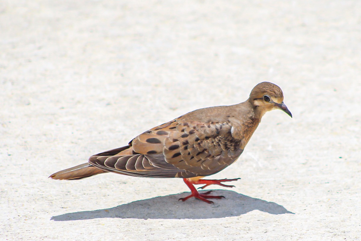 Mourning Dove - ML638278005