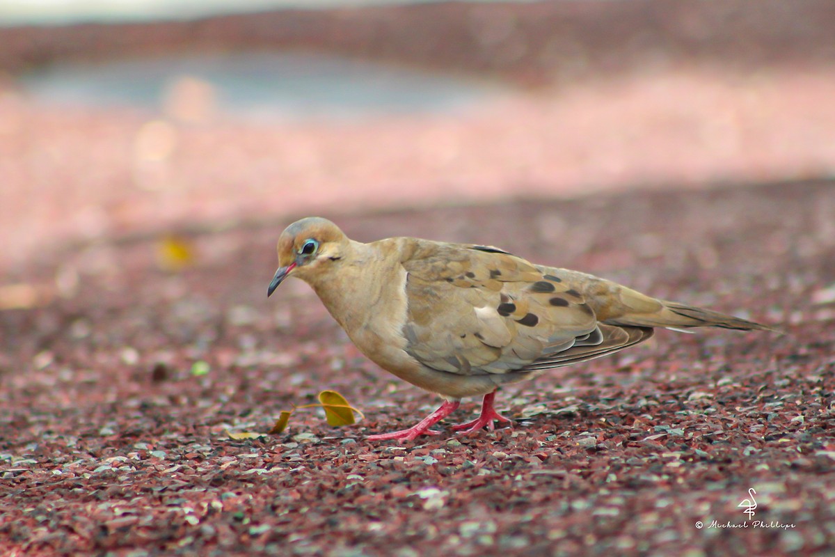Mourning Dove - ML638278006