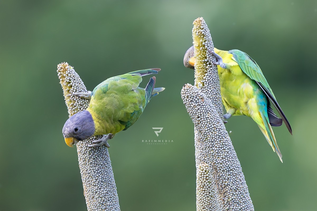 Plum-headed Parakeet - ML638278012