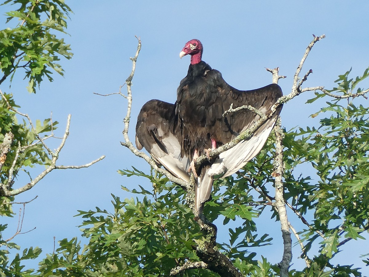 kondor krocanovitý - ML638278015