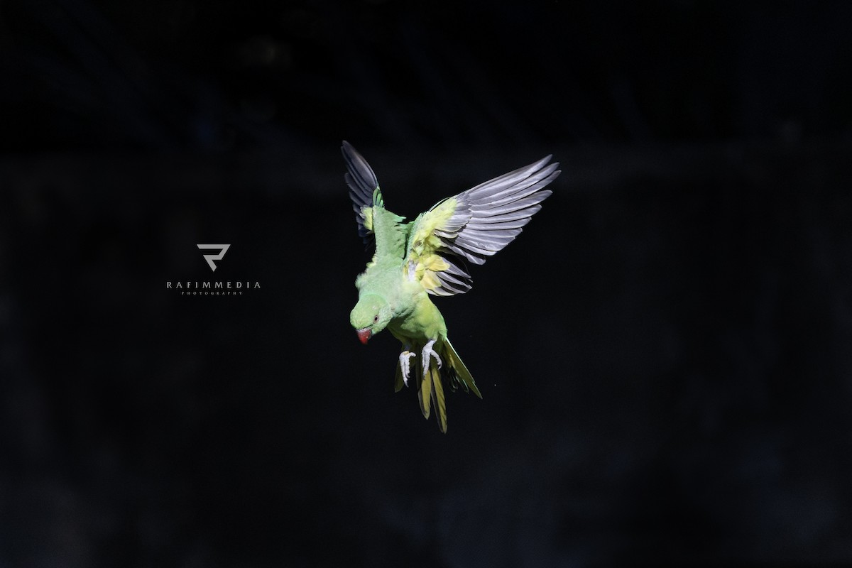 Rose-ringed Parakeet - ML638278032