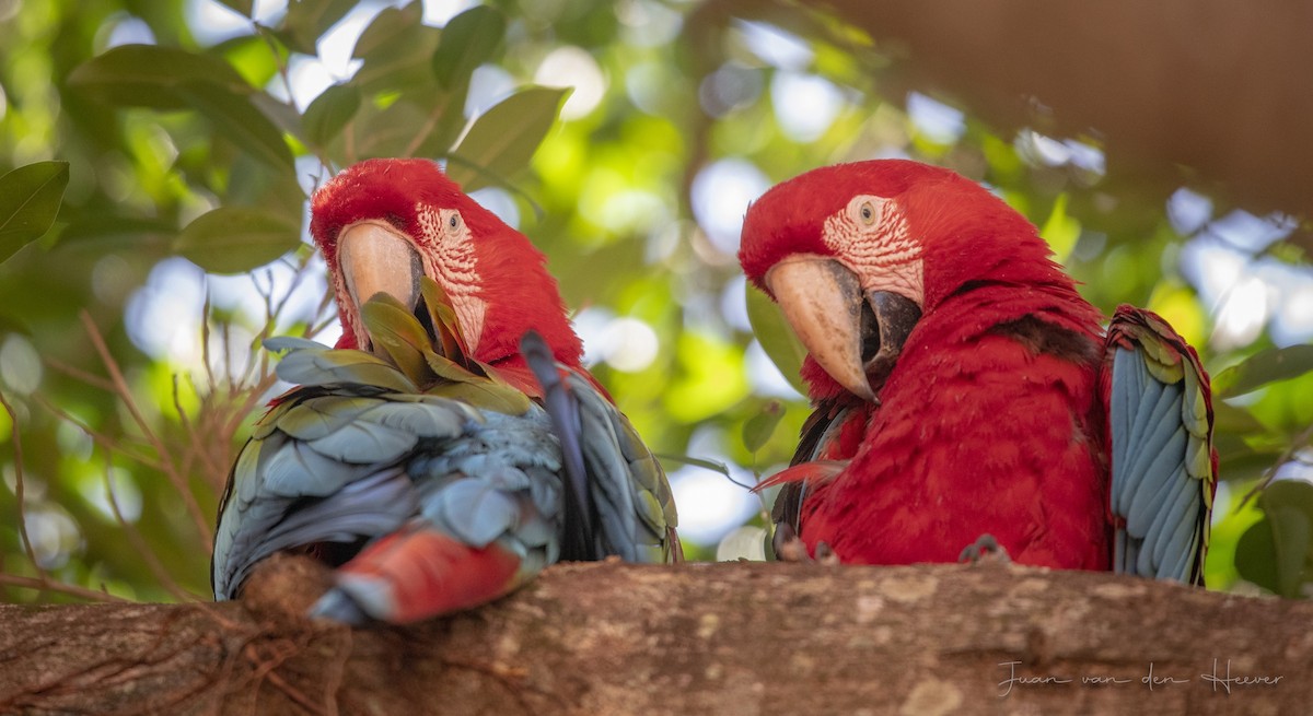 Red-and-green Macaw - ML638278034