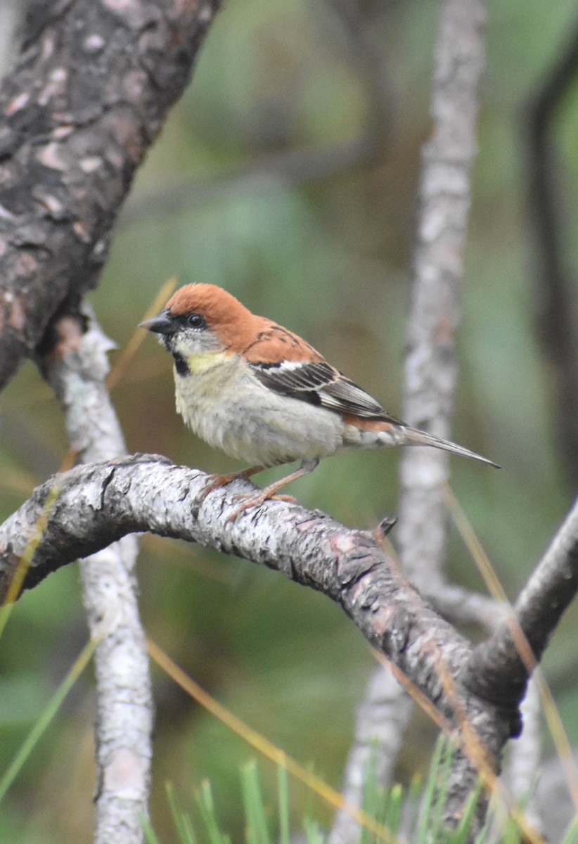 Russet Sparrow - ML638278038
