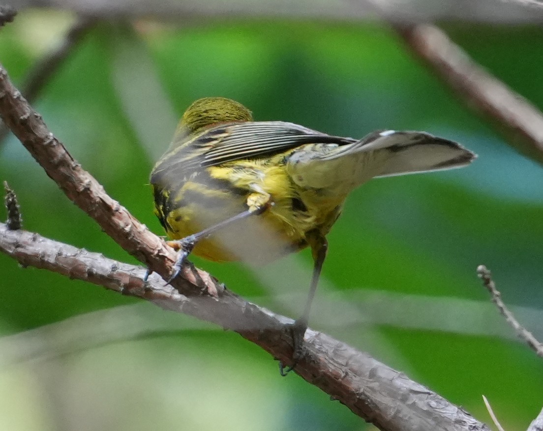 Prairie Warbler - ML638278057