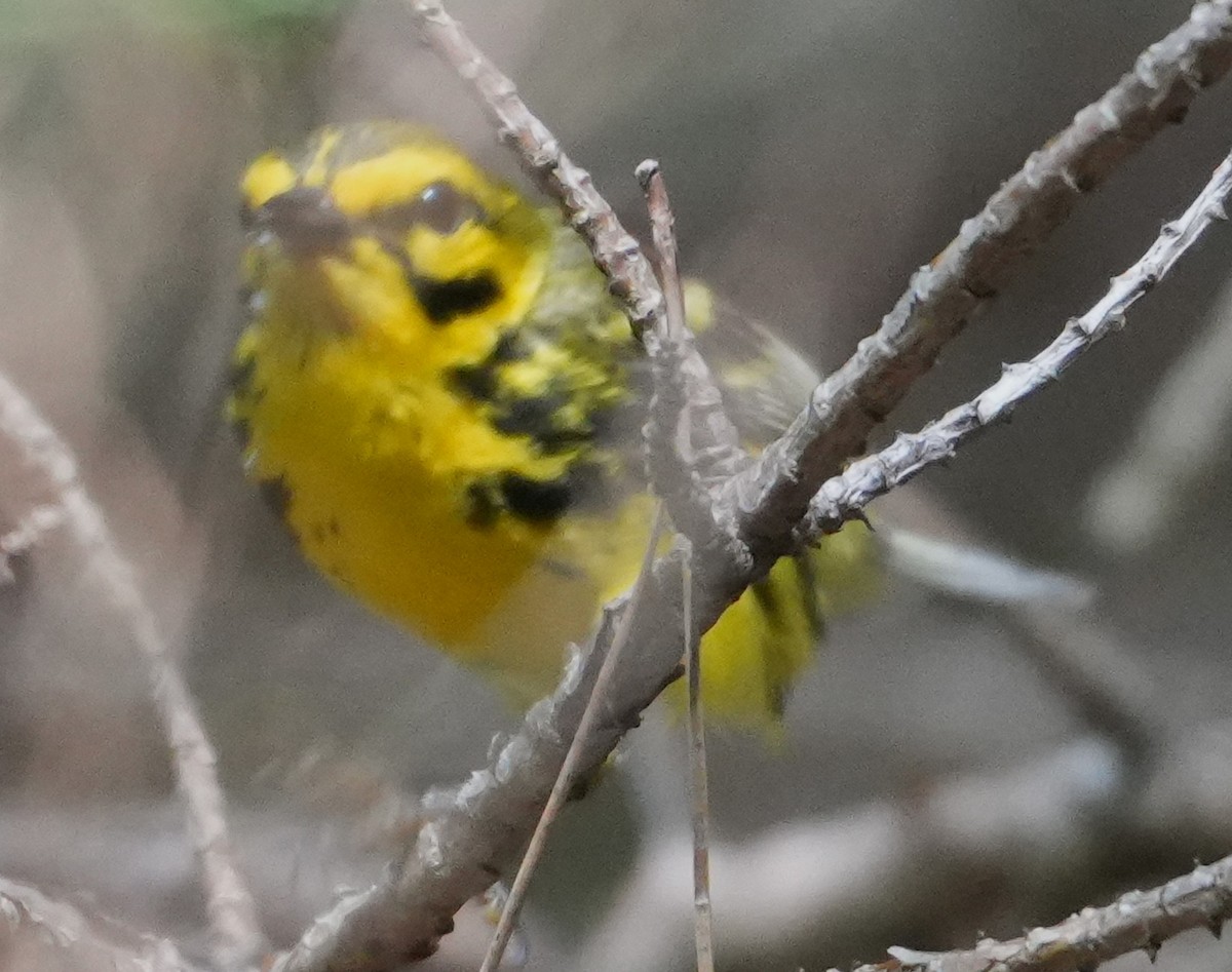 Prairie Warbler - ML638278059