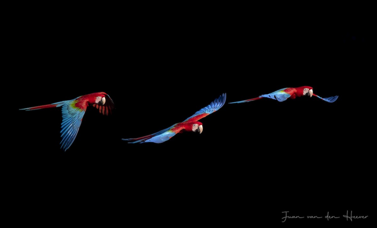 Red-and-green Macaw - ML638278060
