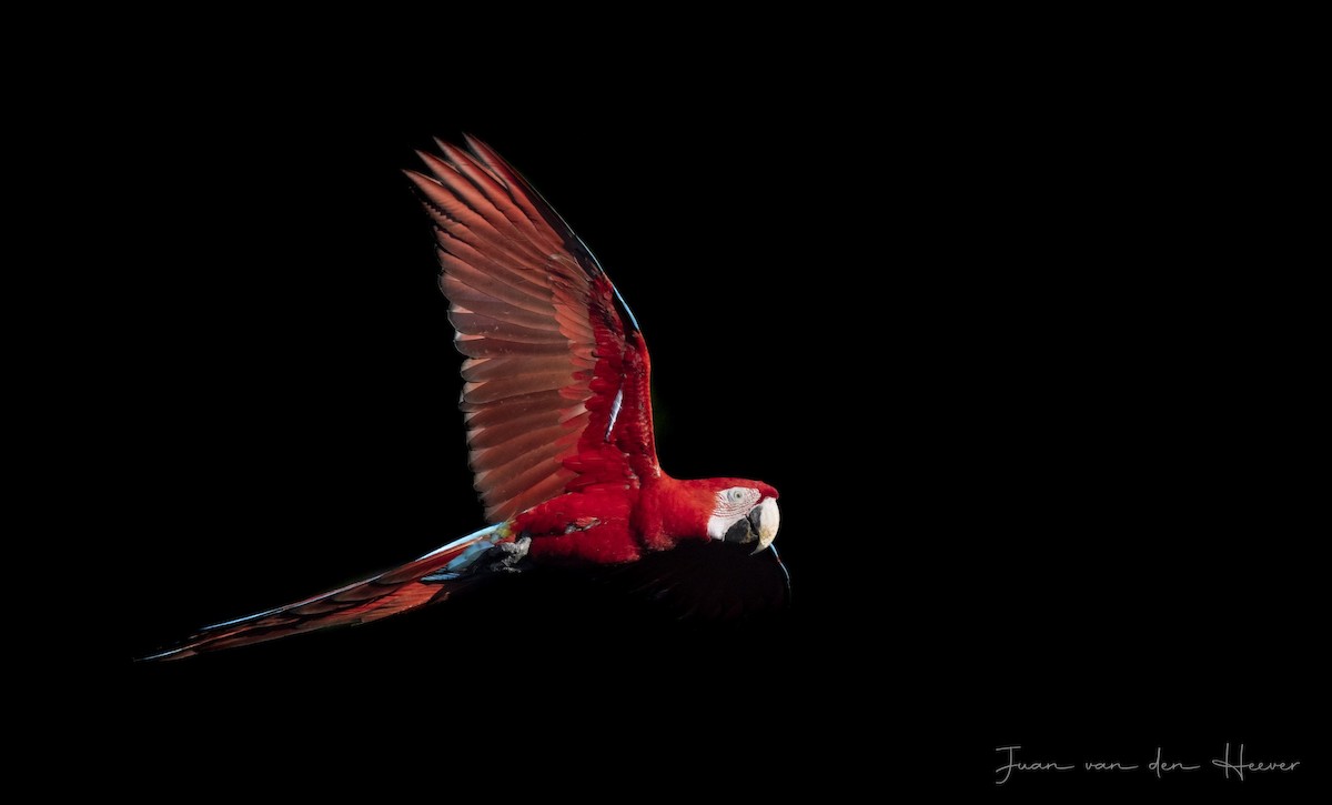 Red-and-green Macaw - ML638278061