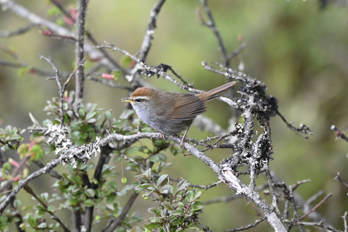 Chestnut-crowned Bush Warbler - ML638278063