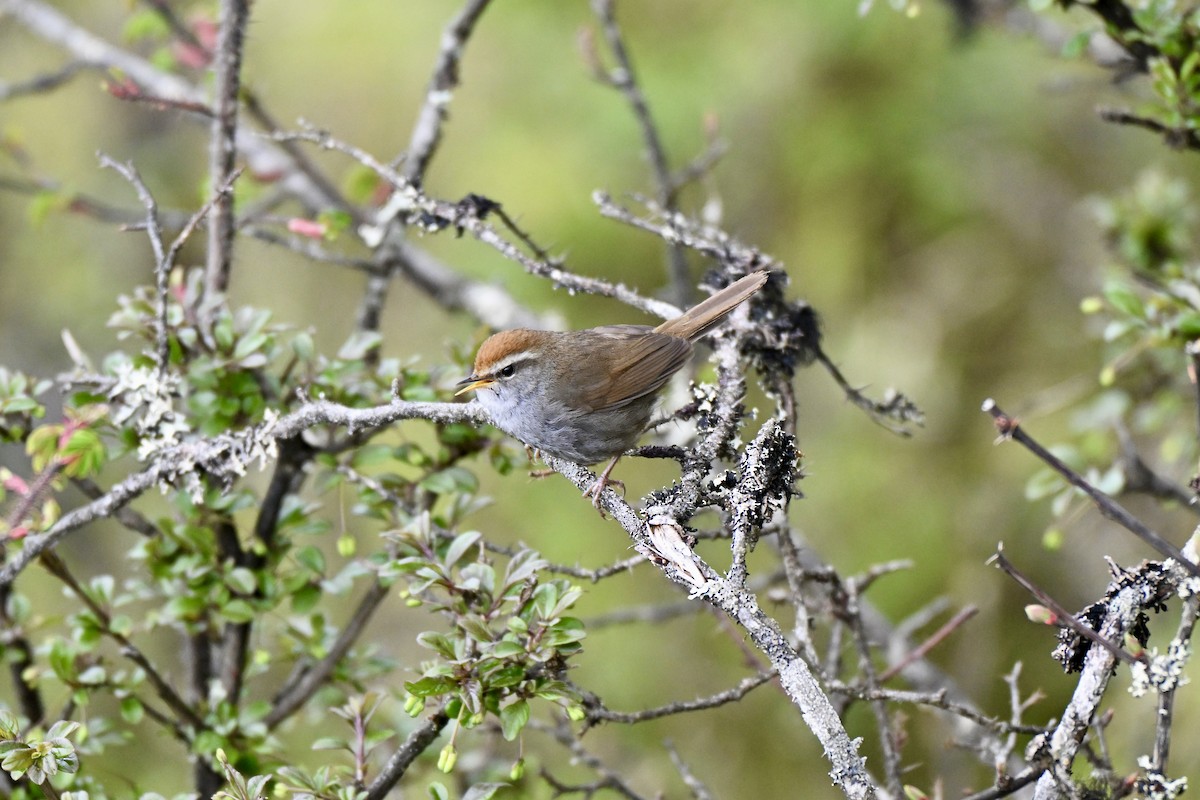 Chestnut-crowned Bush Warbler - ML638278072