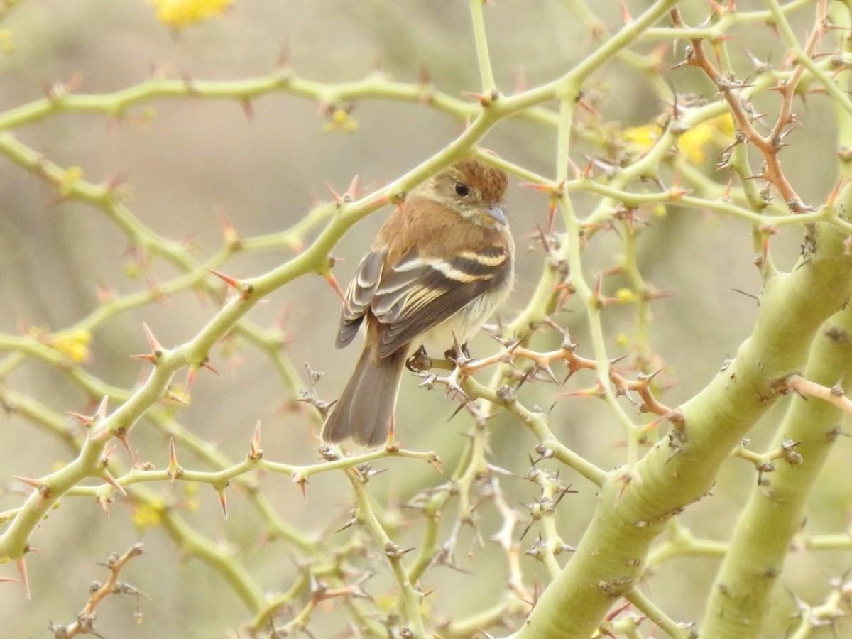 Bran-colored Flycatcher - ML638278075