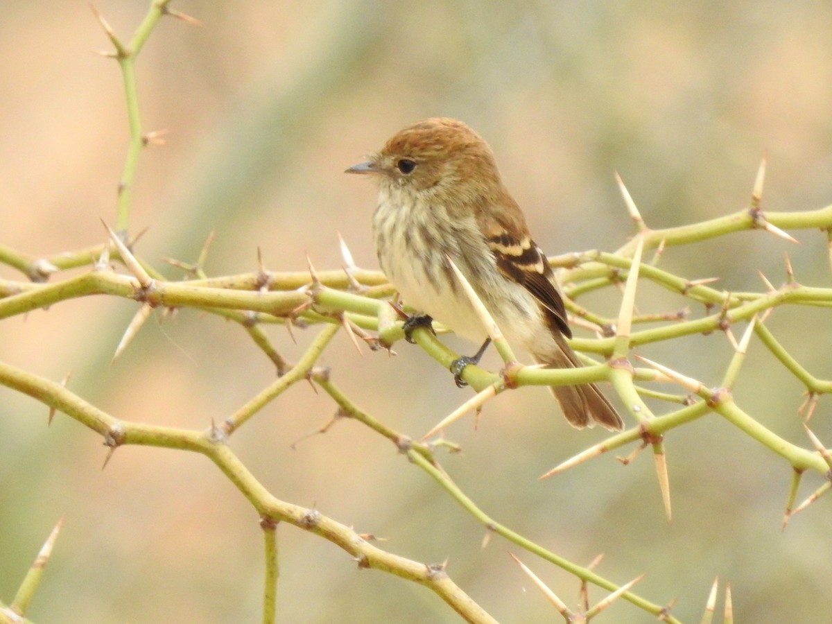 Bran-colored Flycatcher - ML638278076