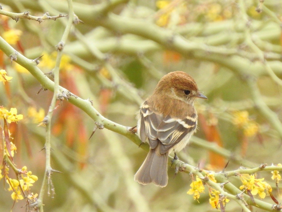 Bran-colored Flycatcher - ML638278077