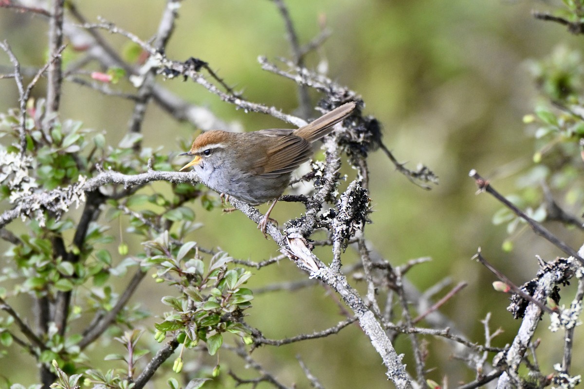 Chestnut-crowned Bush Warbler - ML638278078
